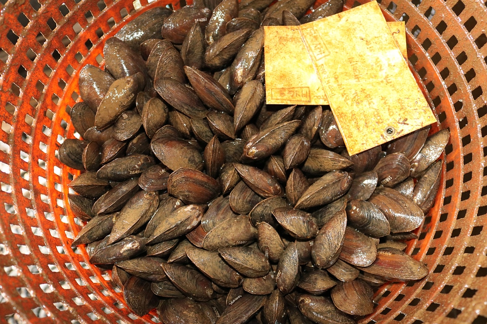 Sub-adult eastern pondmussel and Yellow lampmussel