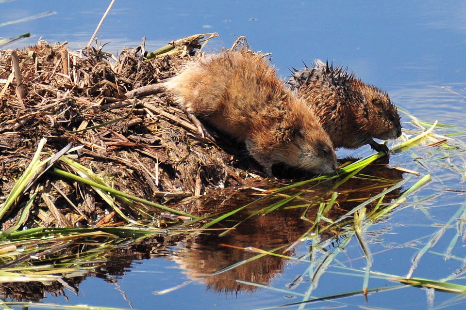 Common Muskrat pair