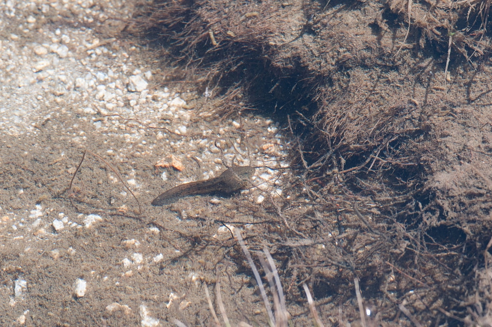 Mountain yellow-legged frog tadpole-1