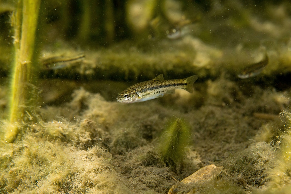 Ash Meadows Speckled Dace-1