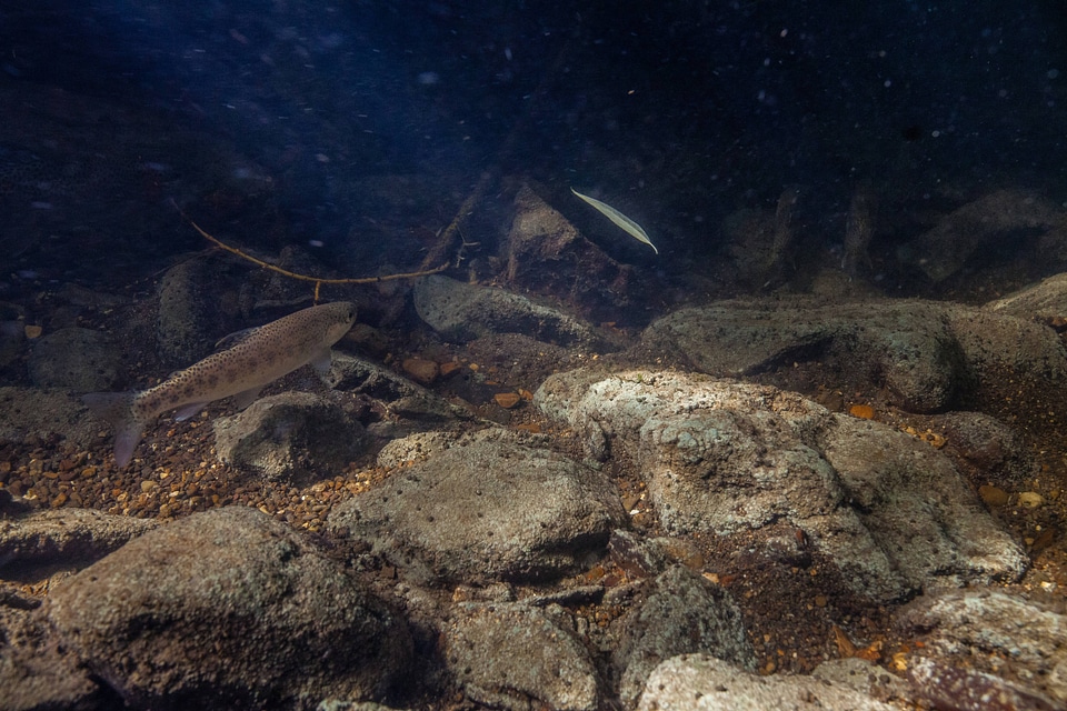 Rainbow trout in stream-2