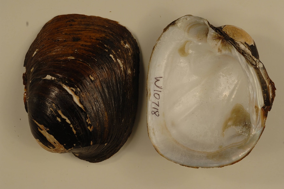 Lampsilis higginsii-3