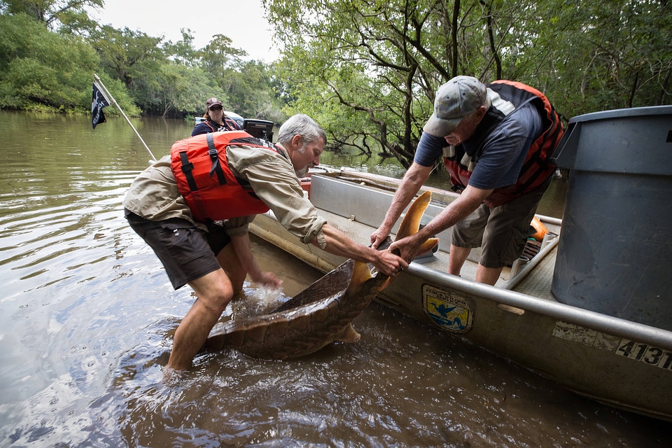 Fisheries biologists release Gulf sturgeon 