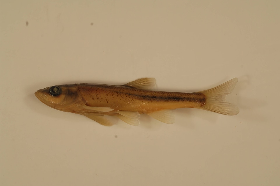 Clinostomus elongatus-1