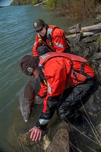 USFWS Fisheries workers releasing lake sturgeon-2