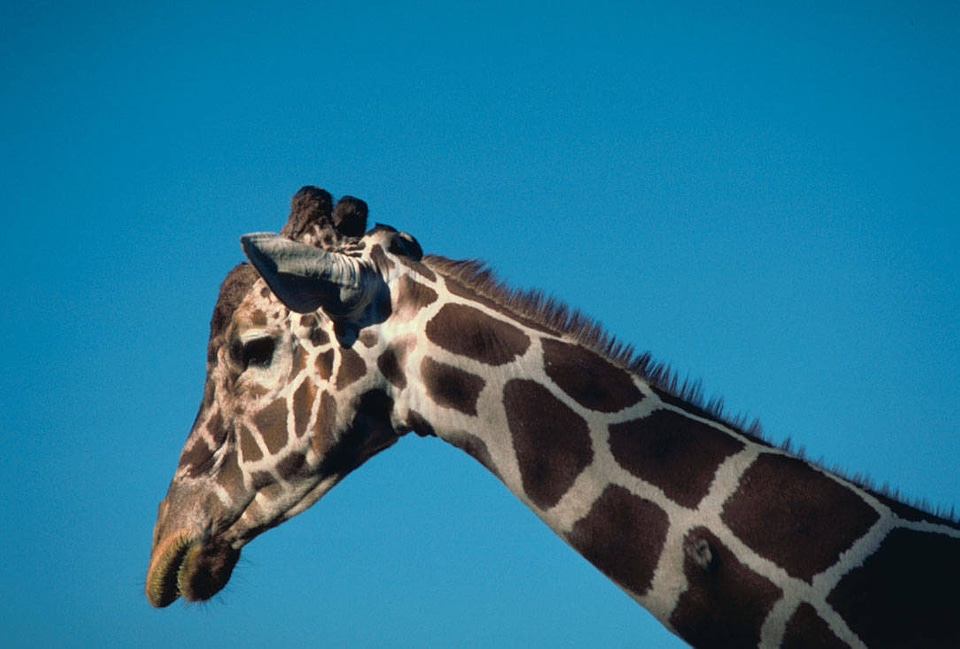 Reticulated giraffe-1