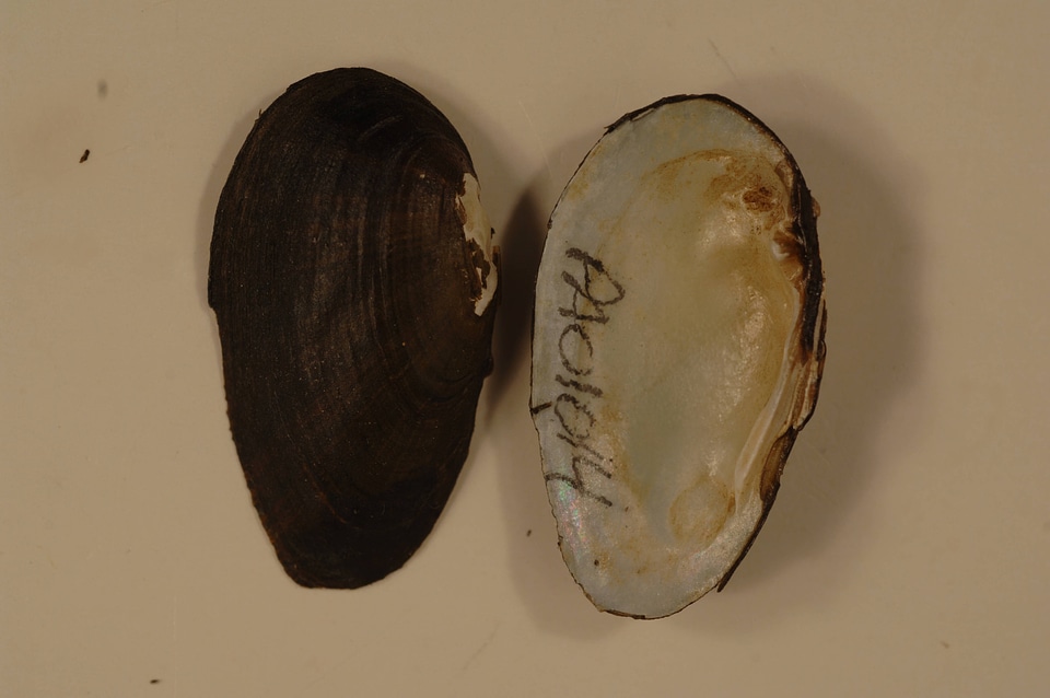 Villosa fabalis-2