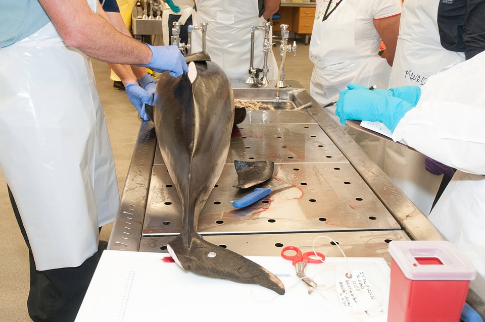 Marine Mammal Stranding Course at NCTC-4