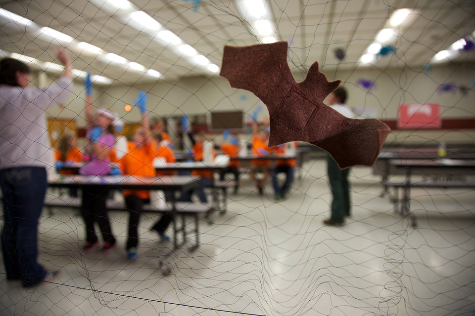 Bat education activity-1