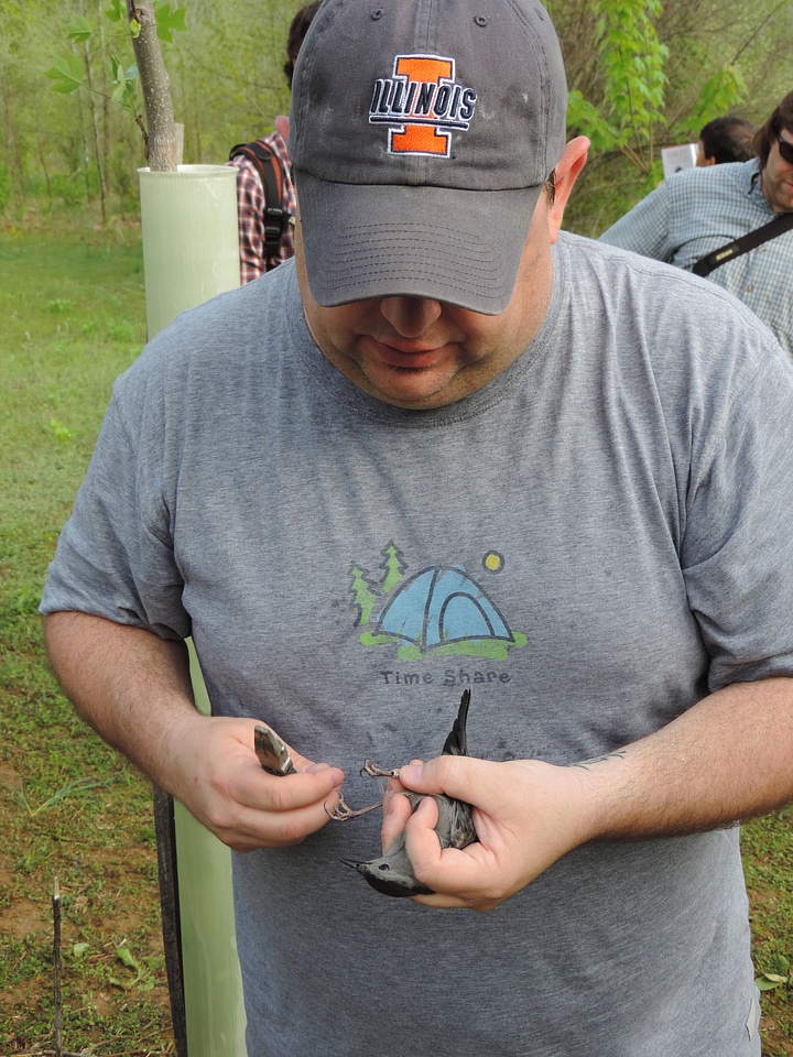 Bird banding a Gray Catbird