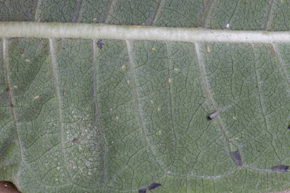 Monarch butterfly larvae-1