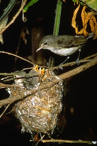 Least bell's vireo at nest photo