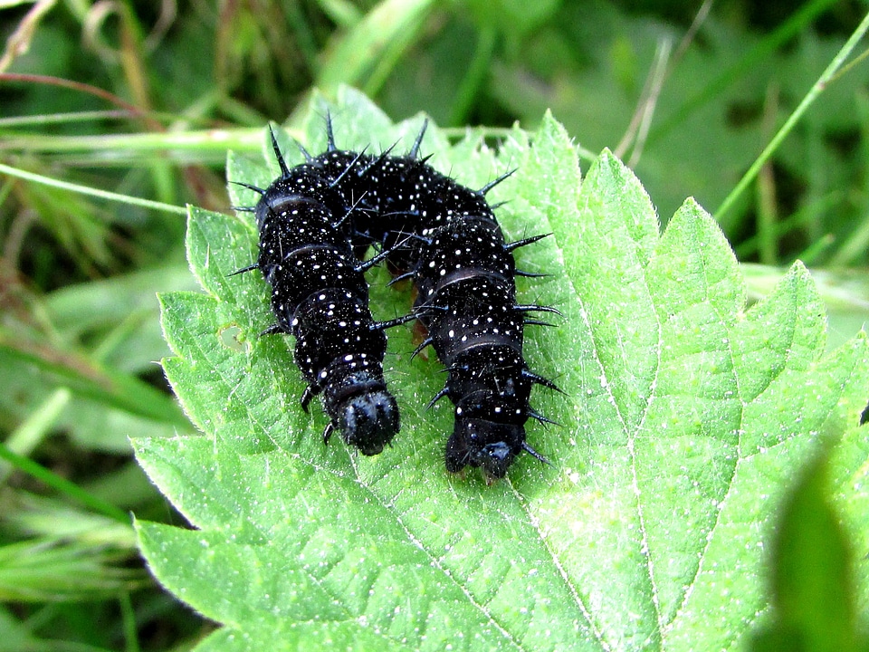 Animal insect nature