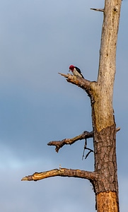 Red-headed woodpecker on dead snag-1
