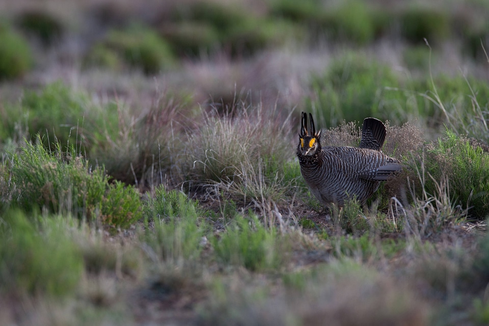 Lesser Prairie-Chicken-1