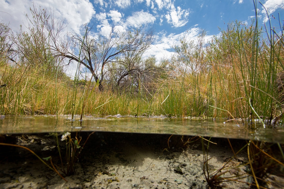 North Scruggs stream at Ash Meadows NWR-2