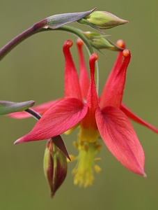 Aquilegia formosa
