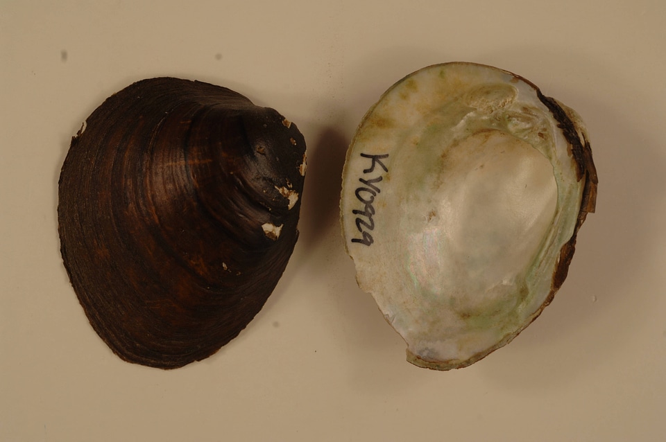 Pleurobema sintoxia-1