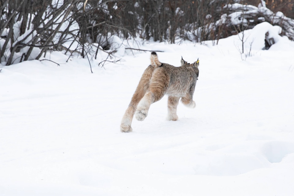 Canada lynx hind legs are longer than the front