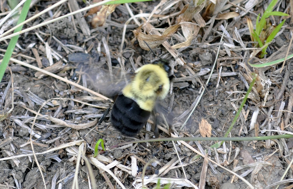Bumblebee in flight