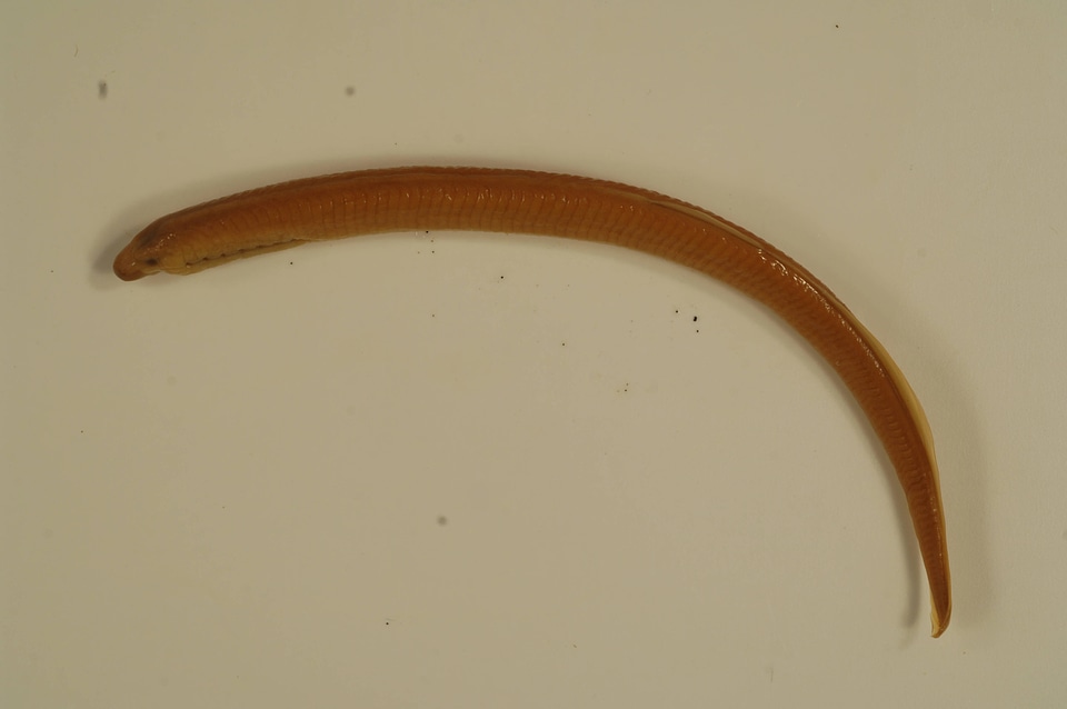 Lampetra aepyptera