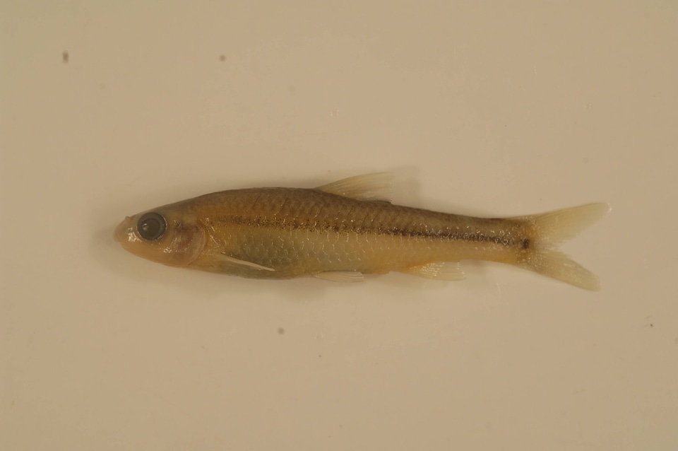 Cyprinella venusta-1