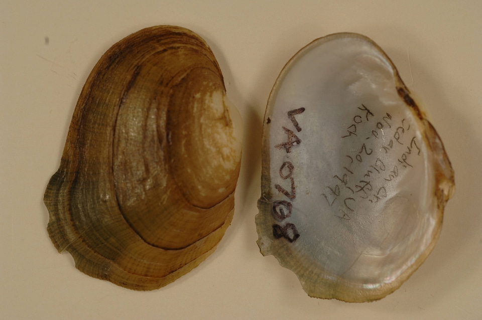 Epioblasma florentina