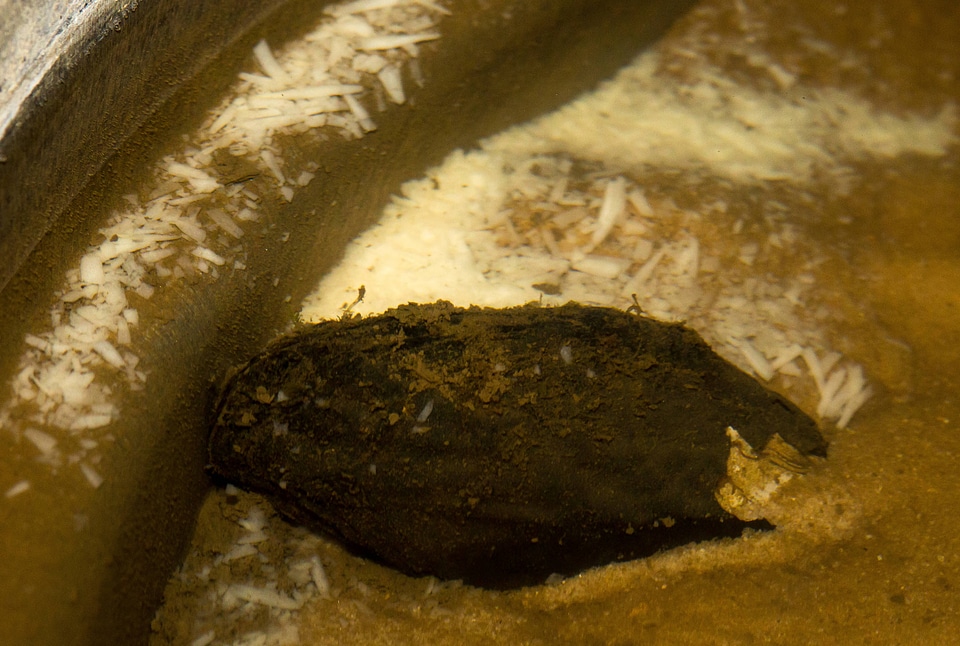Purple bankclimber in captivity with glochidia