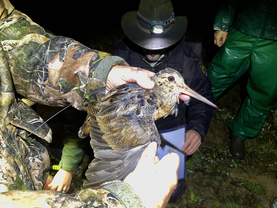 Woodcock banding-2