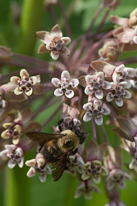 Bee feeding on Common Milkweed photo