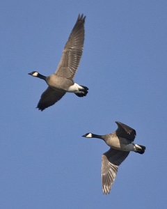 Lesser Canada Geese in Flight photo