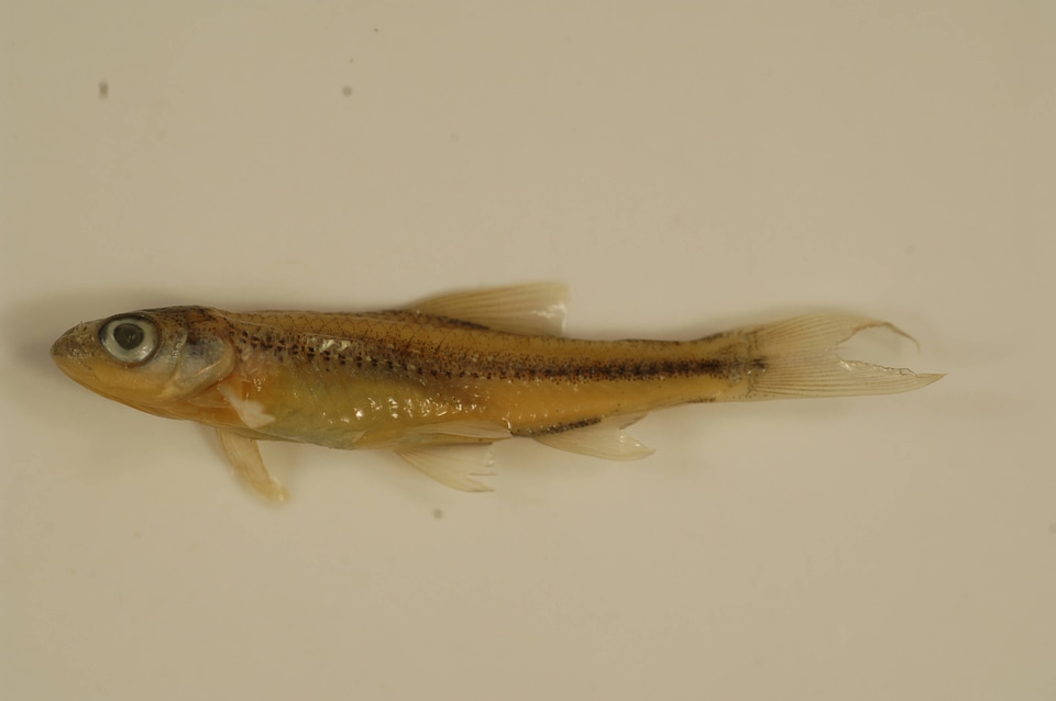 Notropis wickliffi-1
