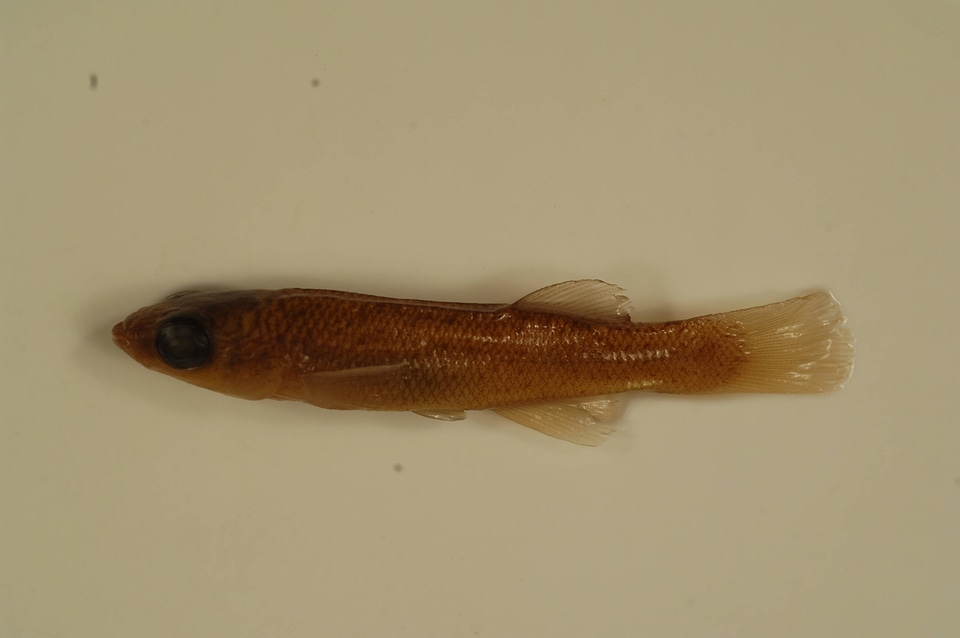 Fundulus stellifera