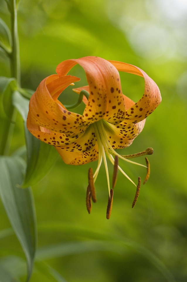 Beautiful Turks cap lilly
