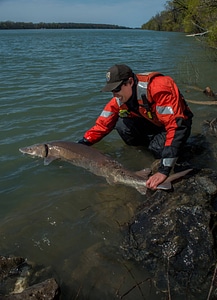 USFWS Fisheries workers releasing lake sturgeon-3