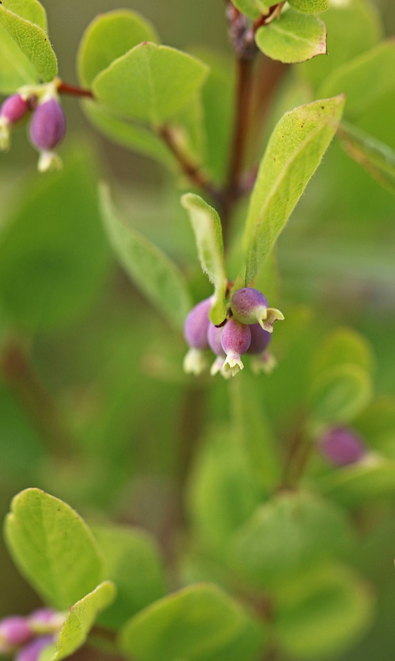 Dwarf huckleberry 