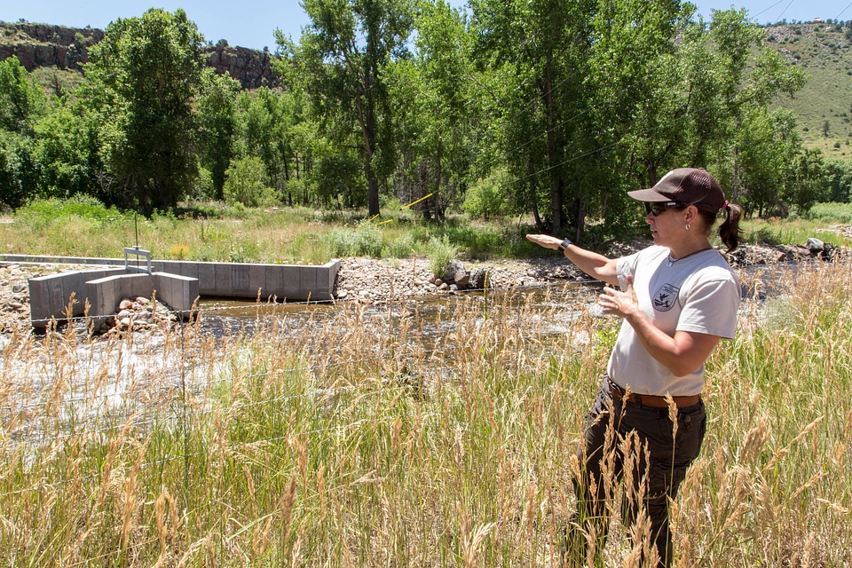 Repairing riparian habitat on the St. Vrain River