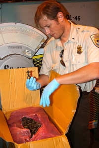 Inspector checks dried frog shipment