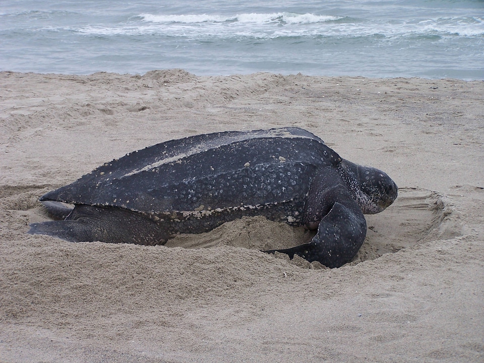Close up of Leatherback turtle-2