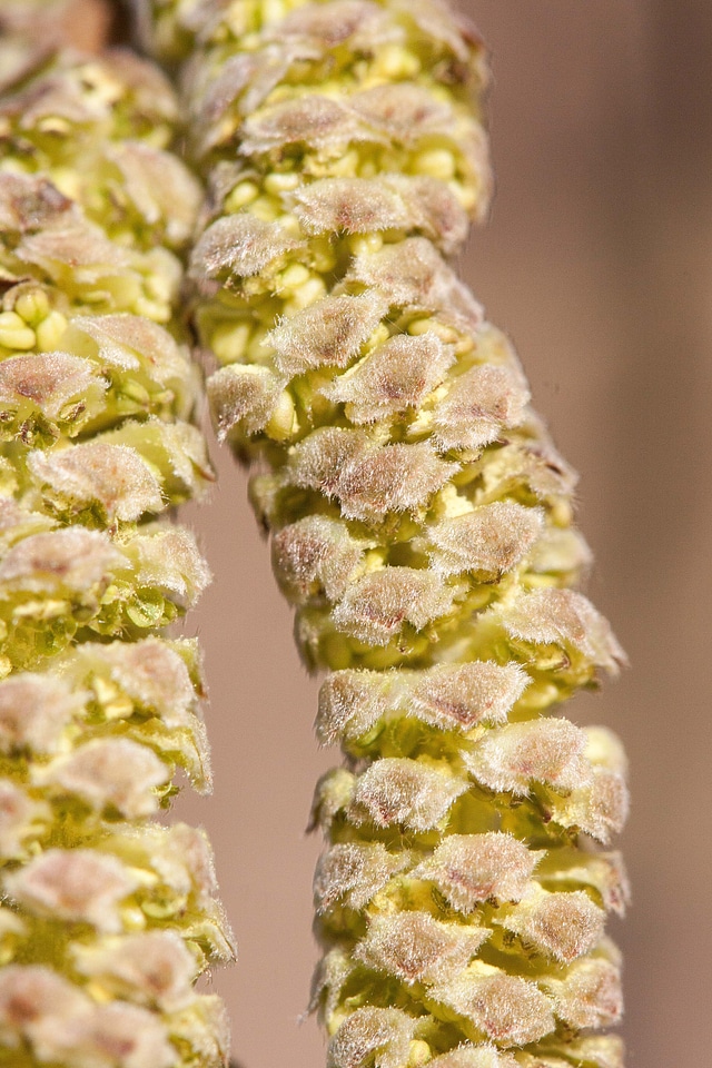 Frühlingsanfang inflorescences bush