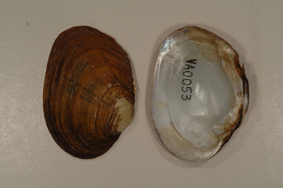 Pleuronaia barnesiana-1