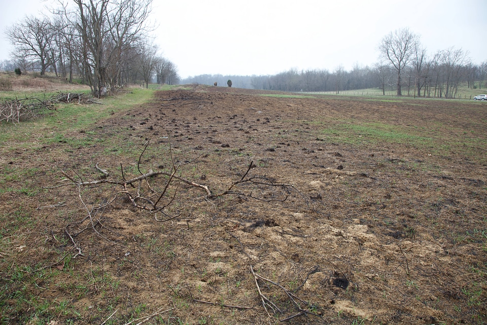 Prescribed burn regrowth of Big Bluestem grasses-2