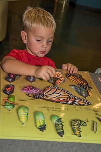 Visiting child looks at monarch butterfly poster-3