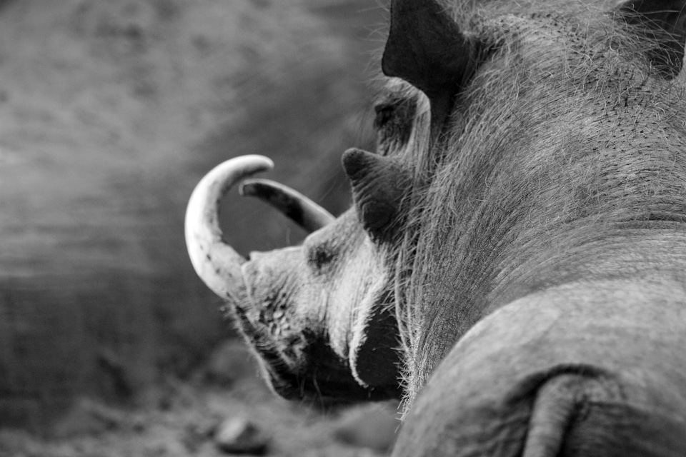 Animal national park wilderness
