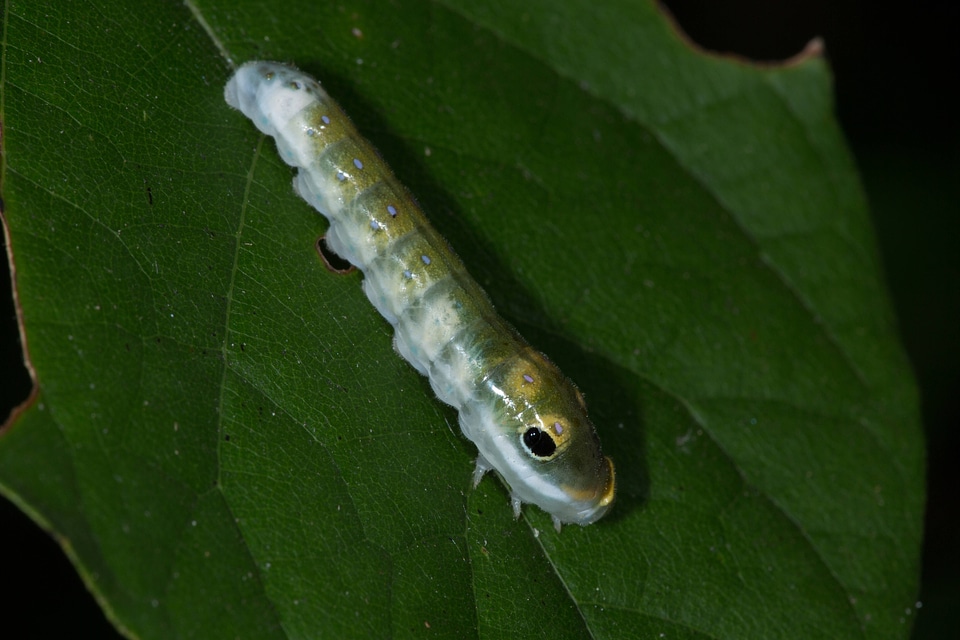 Spicebush Swallowtail larvae-5