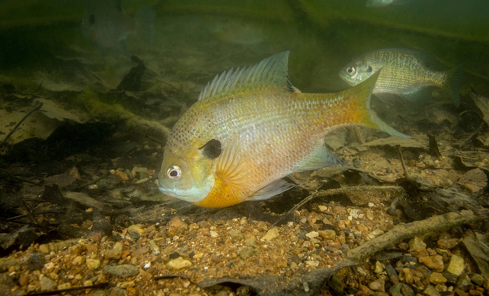 Bluegill on nest-7