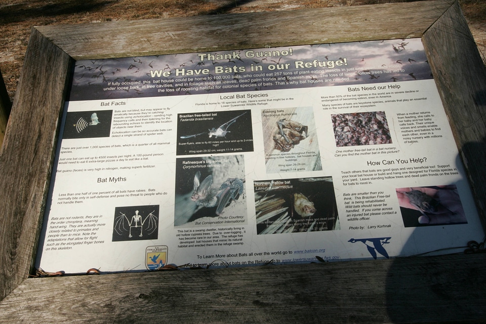 Thank Guano!  We Have Bats in our Refuge