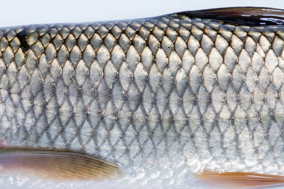 Grass Carp-1