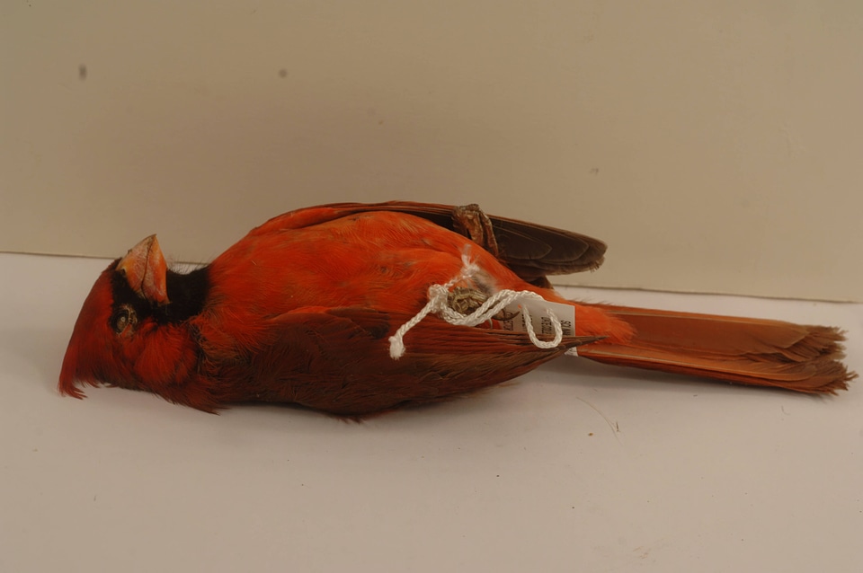 Cardinalis cardinalis-1