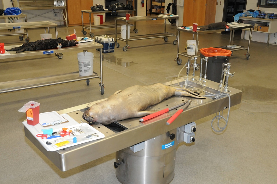 Marine Mammal Stranding Course at NCTC-1